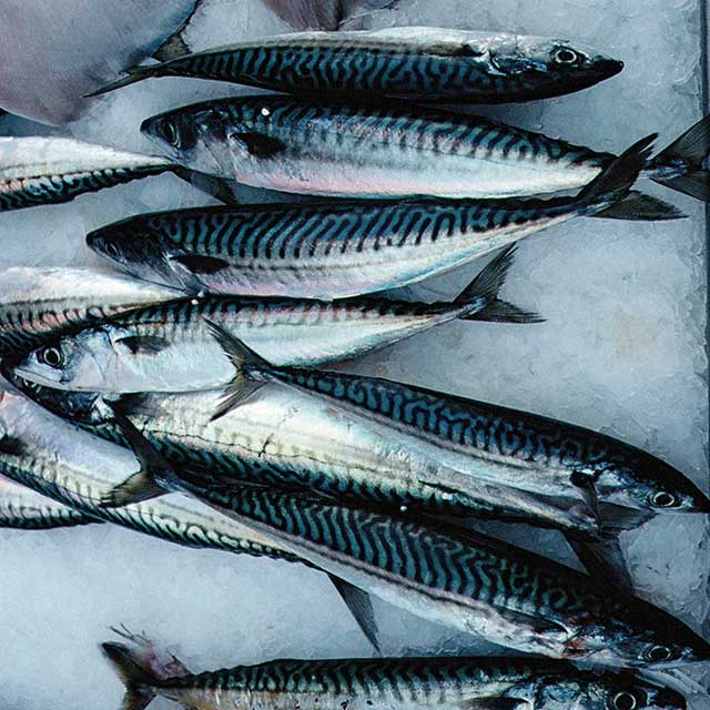 Maquereaux
