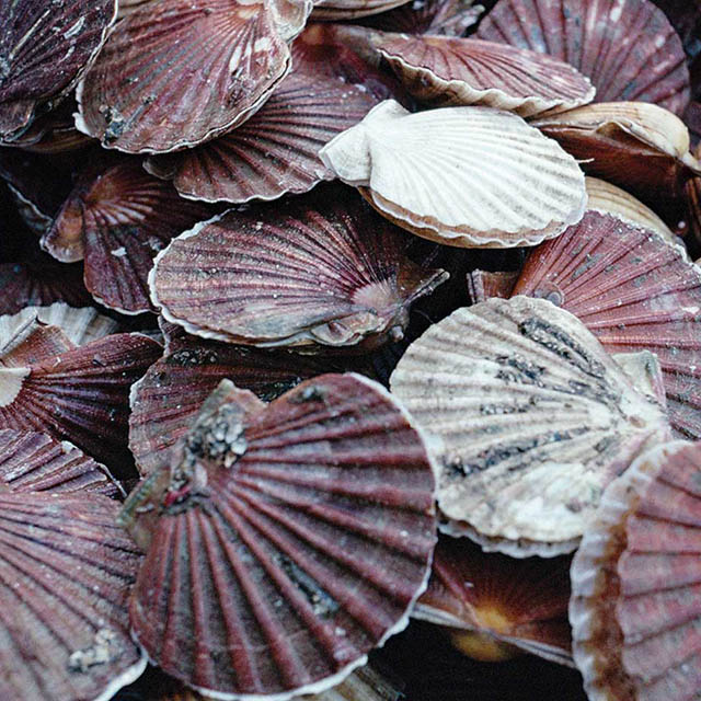 Coquilles Saint-Jacques