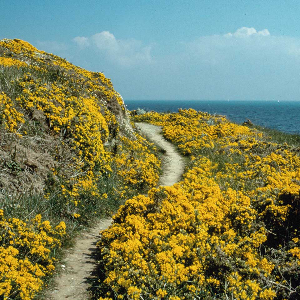 Belle-Ile-en-Mer - Côte sauvage