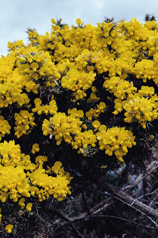 Belle Île en Mer - La campagne