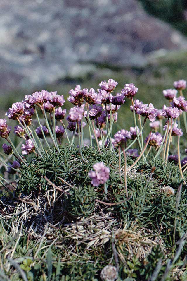 Belle Île en Mer - La campagne