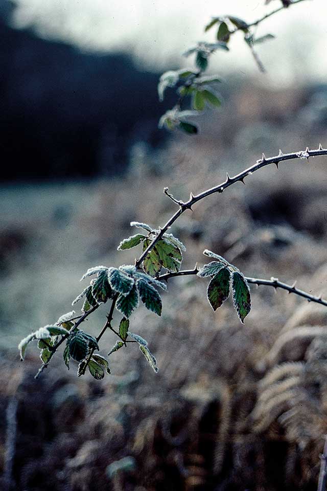 Belle Île en Mer - La campagne