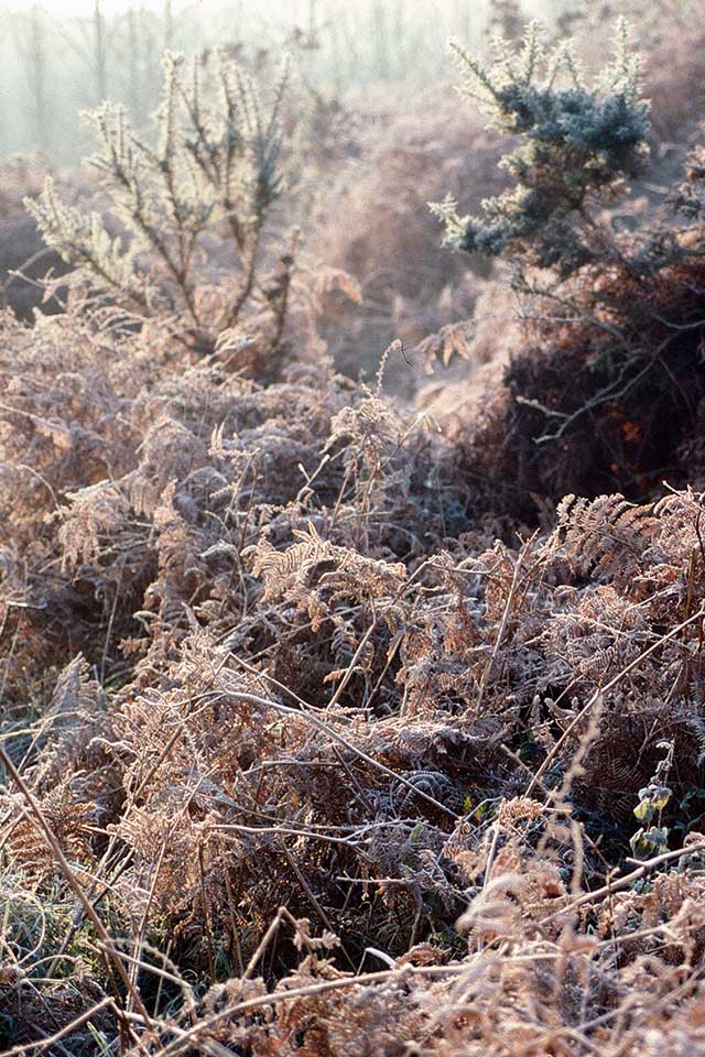Belle Île en Mer - La campagne